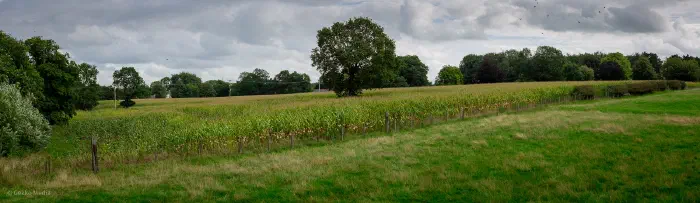 Maize growing in the proposed location of Adlington Park