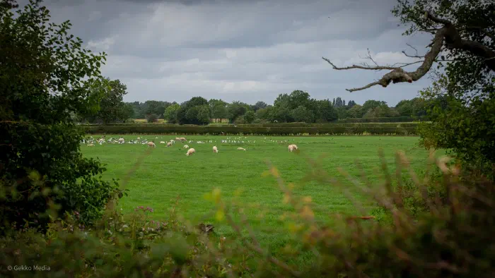 Sheep on the site of the proposed Adlington Park